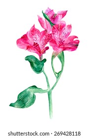 Alstroemeria flower. Hand Drawn Vector Watercolor Illustration. Isolated on white background.