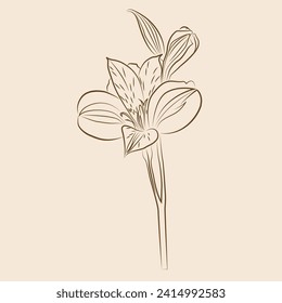 Alstroemeria flower line art illustration