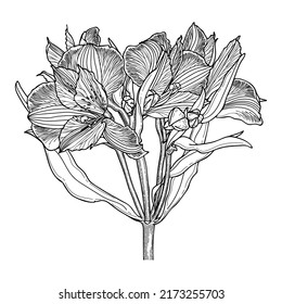 Alstroemeria flower vector line art. Beautifully flowering herbaceous plant. Garden blooming flowers. Bouquet hand drawn graphic black and white illustration.