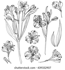 Alstroemeria. Flowers line drawn on a white background. Vector sketch. Set of floral elements. Wedding decorations. 