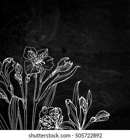 Alstroemeria. Flowers line drawn on black background. Vector sketch. 