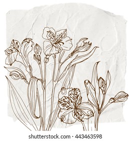 Alstroemeria. Flowers painted line on the background of crumpled white paper. Vector Sketch of flowers.