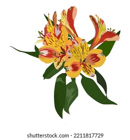 Alstroemeria tropical flower. Peruvian lily, South American plant, vector illustration isolated on white background.