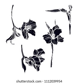 Alstroemeria vector illustration
