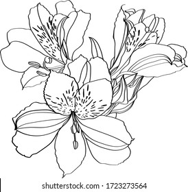 Alstroemeria vector illustration. Black and white floral vector illustration of a alstroemeria