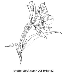 4,439 Alstroemeria illustration Images, Stock Photos & Vectors ...