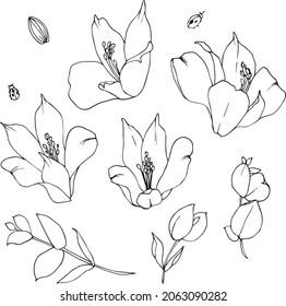 Alstroemeria, Vektorgrafik. Schwarz-Weiß-Vektorgrafik einer Alstroemeria.