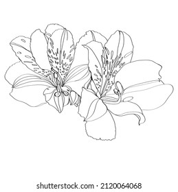 Alstroemeria vector illustration. Black and white floral vector illustration of a alstroemeria