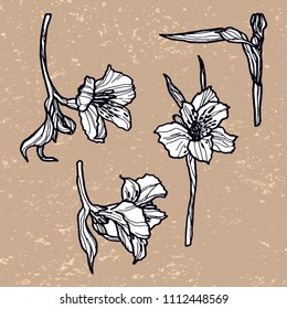 Alstromeria hand drawn vector. 