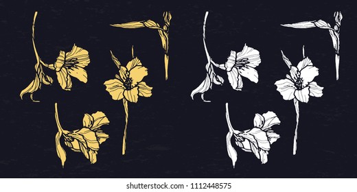 Alstromeria hand drawn vector. 