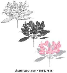 Alstromeria. Isolated vector elements on a white background.