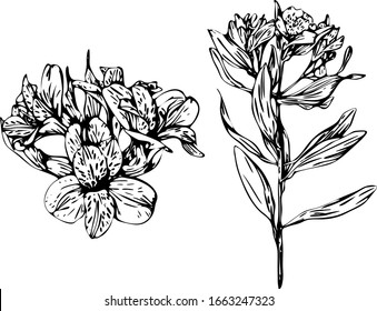 Alstromeria peruvian lily wedding flower vector brunch, coloring book page, botanic illustration, detailed hand-painted drawing 