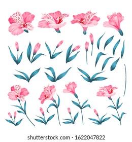 Alstromeria pink branch isolated on white. Beautiful alstroemeria collection for your personal design. Flower branches set. Vector illustration.