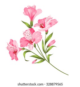 Alstromeria pink branch isolated on white. Beautiful alstroemeria for your personal design. Vector illustration.