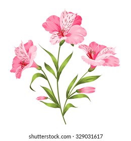 Alstromeria pink branch isolated on white. Beautiful alstroemeria for your personal design. Vector illustration.