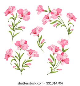 Alstromeria pink branch isolated on white. Beautiful alstroemeria collection for your personal design. Flower branches set. Vector illustration.