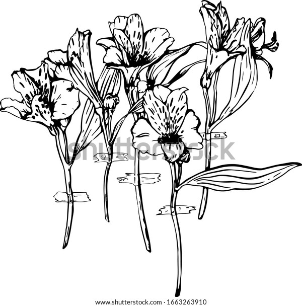 Alstromeria Vector Composition Handdrawn Illustration Coloring Stock ...