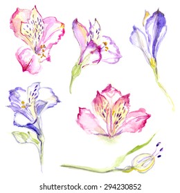 Alstromerias painted with watercolors on white background. Watercolor painting alstroemeria vector