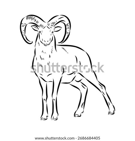 Altai mountain sheep, vector sketch