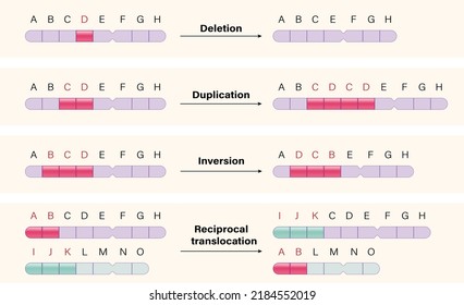 Alteración de la estructura cromosómica. Eliminación, Duplicación, Inversión, Traslado.