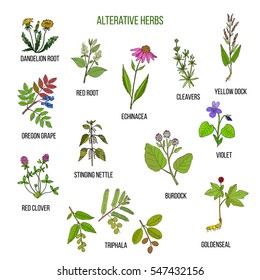 Alterative herbs. Hand drawn vector set of medicinal plants