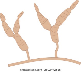 Alternaria mold spores, multicellular conidia of the fungus. Subject: phytopathology, allergology, and plant protection. For scientific, educational, medical materials on microbiology. Vector. Icon.