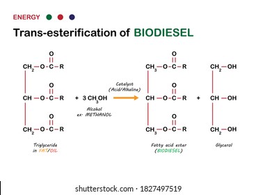 El diagrama de energía alternativa muestra la reacción de transesterificación del petróleo al biodiésel en la producción de combustible