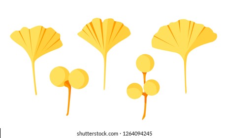 Alternative plant - ginkgo biloba leaves and berries. Vector set in flat style