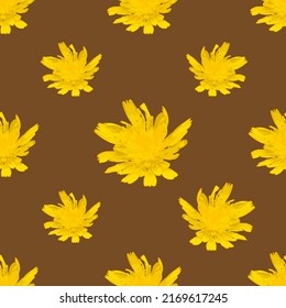 Altervista Jacobaea yellow flowers pattern