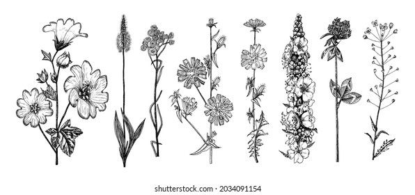  Althaea Clover Trefoil Capsella Mullein Verbascum Cichorium Chicory Endive Plantago or Helichrysum arenarium or dwarf everlast or immortelle. Botanical plant illustration. Hand drawn floral bouquets