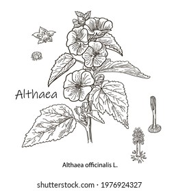 Althaea officinalis, or common marshmallow - medicinal herb. Hand drawn botanical vector illustration