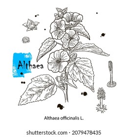 Althaea officinalis, o hierba de malvavisco común - medicinal. Ilustración de vector botánico dibujada a mano