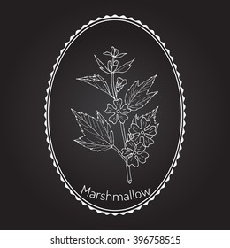 Althaea officinalis, or common marshmallow - medicinal herb. Hand drawn botanical vector illustration