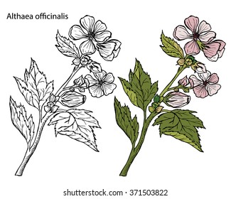 Althaea officinalis. Marsh-mallow, marsh mallow, or common marshmallow.