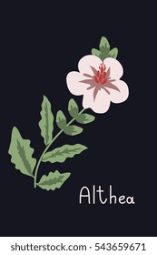 Althea oficcinalis isolated vector flower