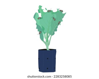 Alticini or Flea beetle on white background.
