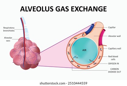 Alveolar gas exchange involves oxygen entering the blood and carbon dioxide exiting through the alveoli in the lungs.