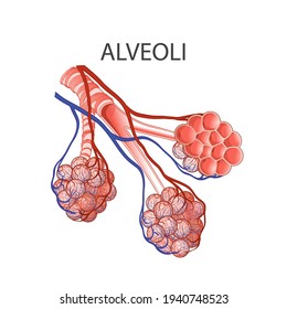 Alveoli anatomy. 3d vector of the human Respiratory System, lungs, Structure of alveoli. Man body parts. Hand drown vector line illustration