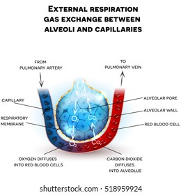 Alveoli Anatomy, External Respiration Gas Exchange Between Alveoli And Capillaries, With Detailed Description