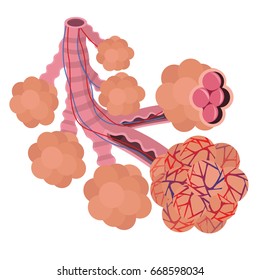 Alveoli Anatomy- Tiny Air Spaces In The Lungs Through Which Exchanges Oxygen And Carbon Dioxide.