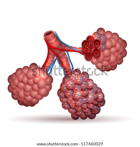 Alveoli Anatomy Tiny Air Spaces Lungs Stock Vector (Royalty Free ...