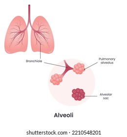 Alveoli diagram lungs vector illustration graphic