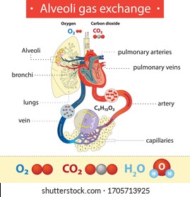 Alveoli Gas Exchange Lungs Pulmonary Veins