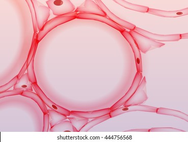 Alveoli In Lungs Tissue Slice, Cross Section - Vector Illustration