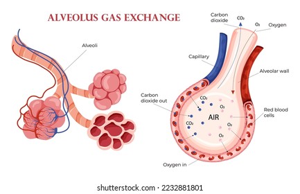 Alveoli oxygen and carbon dioxide exchange in lungs. Detailed illustration isolated on white background. Cartoon style