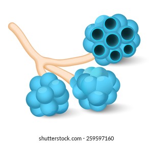 Alveoli Or Pulmonary Alveolus. Human Anatomy