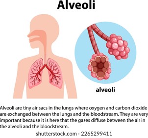 Alveoli tiny sacs in lungs with explanation illustration