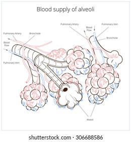 Alveoli vector illustration