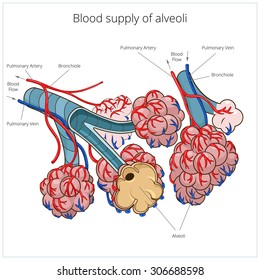 Alveoli vector illustration