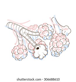 Alveoli vector illustration